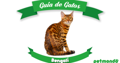 gato bengala gato bengalí petmondo international