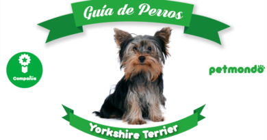 perro yorkshire terrier petmondo international