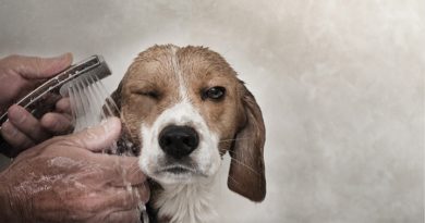 cómo bañar a un perro petmondo international
