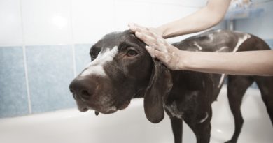 Cómo evitar las pulgas en tu perro petmondo international