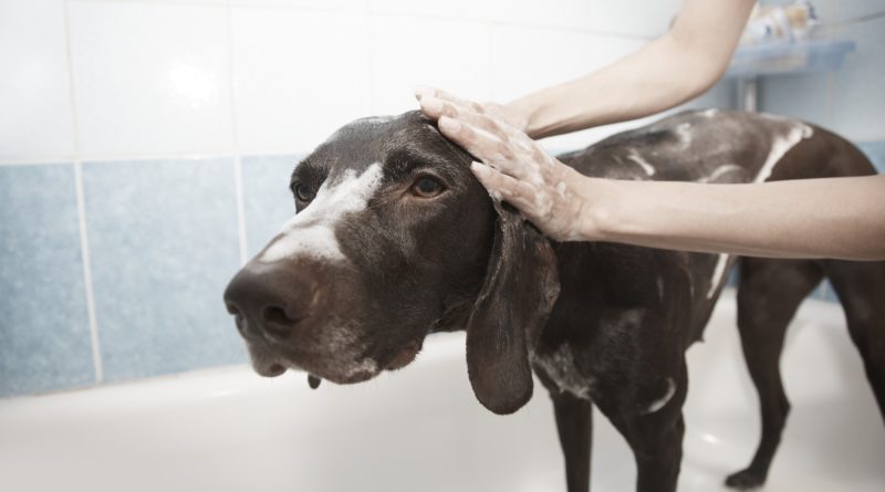 Cómo evitar las pulgas en tu perro petmondo international