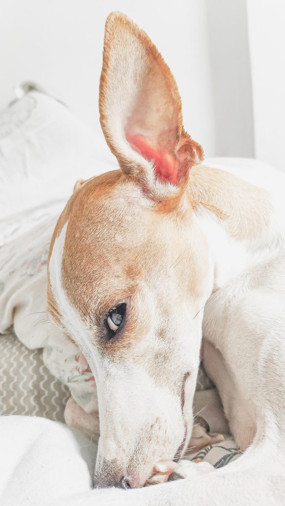 Las orejas son parte importante del aseo general del perro