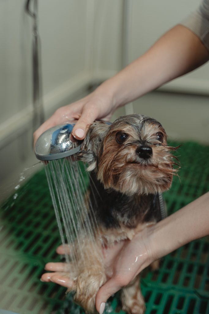 Cómo bañar a un perro: paso a paso