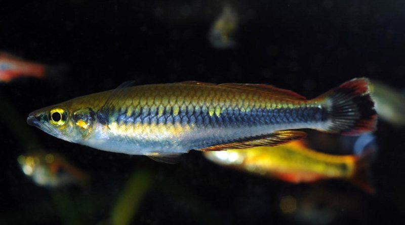 pez espiga bedotia geayi arcoiris de Madagascar petmondo international