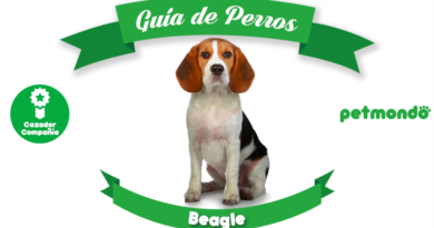 perro beagle sabueso petmondo international