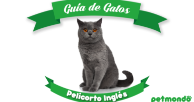 Guía de gatos - Pelicorto Inglés British shorthair petmondo international