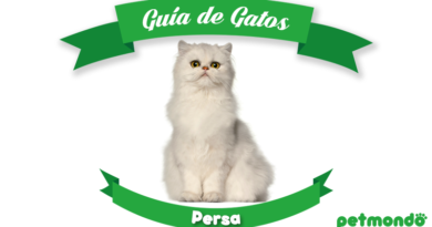 gato persa petmondo international persian cat