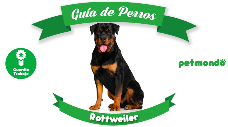 perro rottweiler guardián petmondo international dog mascotas pets