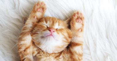 8 imágenes de gatos que alegrarán tu semana