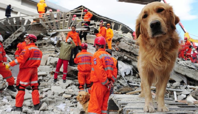 los animales pueden predecir un terremoto petmondo international perros y gatos