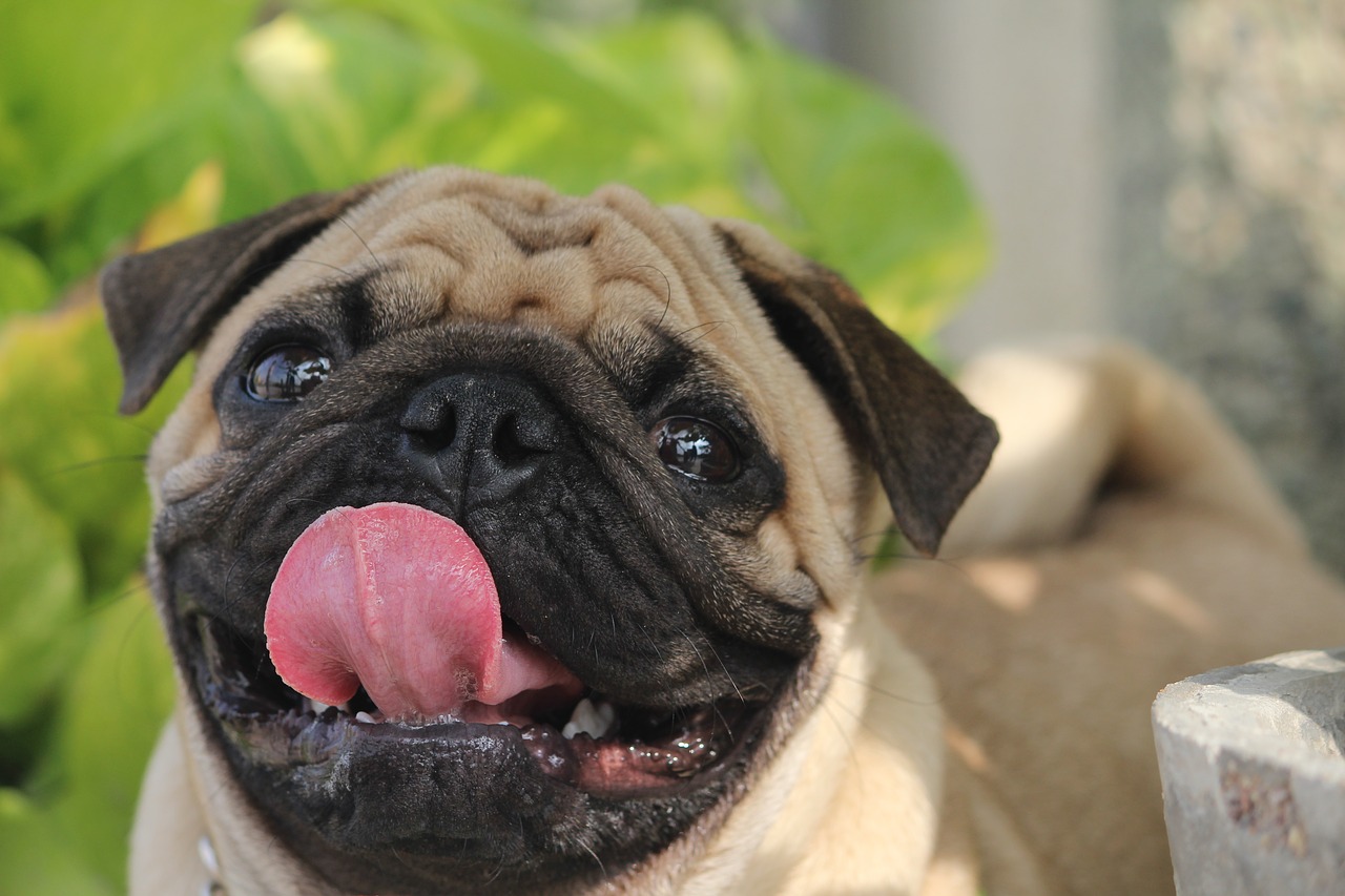 10 imágenes tiernas de mascotas que te darán alegría petmondo international mascotas