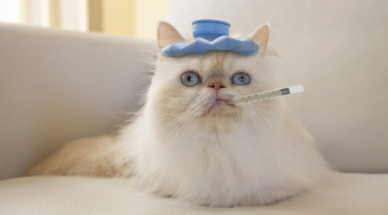 fiebre en gatos petmondo inetrnacional cuidados y tratamiento de la fiebre en gatos