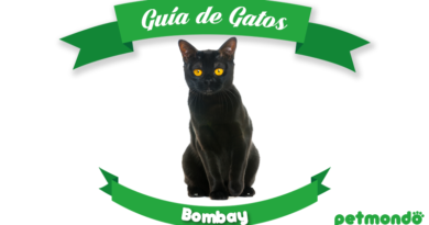 gato bombay petmondo international bombay cat