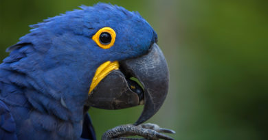 guacamayo azul guacamayo jacinto blue macaw petmondo