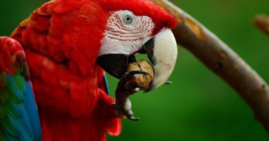 guacamayo aliverde red macaw petmondo international