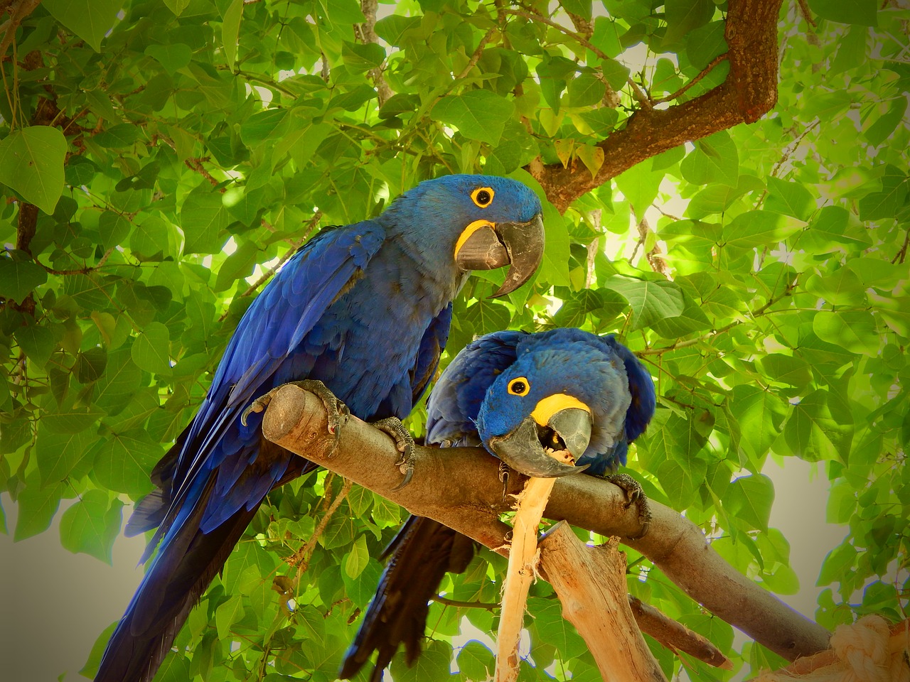 guacamayo azul guacamayo jacinto blue macaw petmondo 