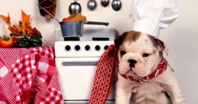 comida para perros recetas de comida para perros petmondo international
