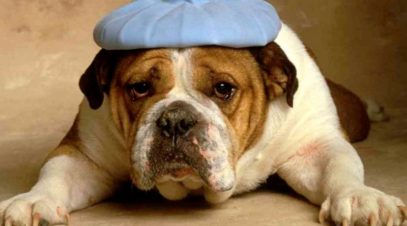 gripe en perros