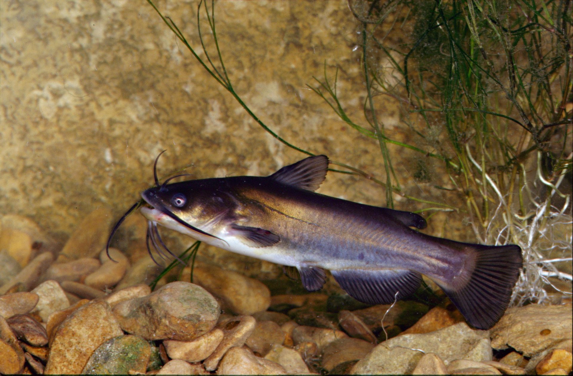 Pez gato: un pez en acuarios Petmondo