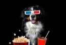 las mejores películas de perros petmondo