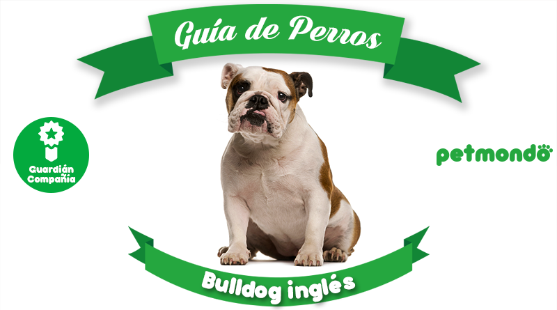 Bulldog inglés | Petmondo