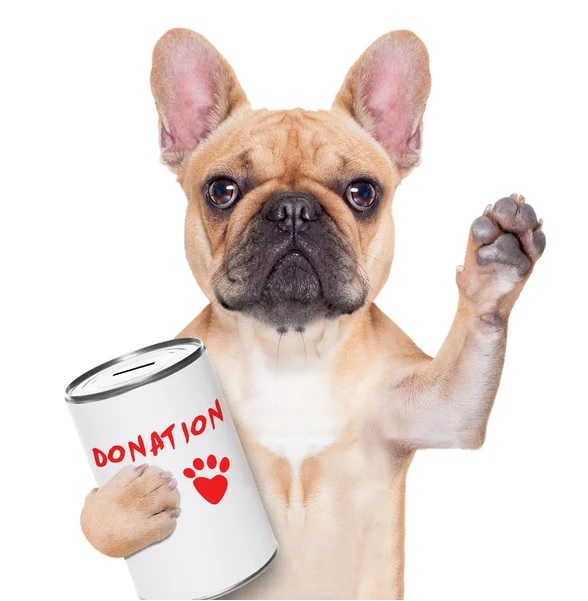 DONACIÓN mascotas donativos para perros y gatos donativos bitcoin