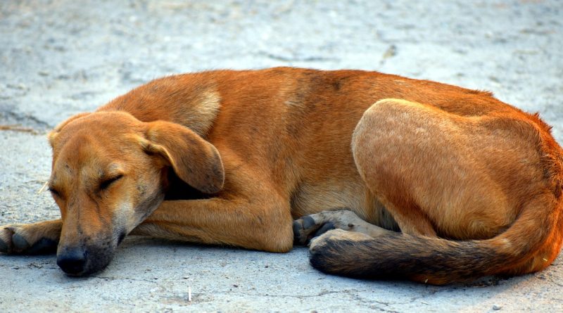 Perros callejeros: ¿cómo ayudarlos?
