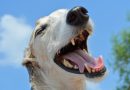 🐶 Como cepillar los dientes a un perro: una guía paso a paso 🐶
