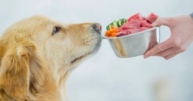 🐶 Recetas de comida para perros 🐶