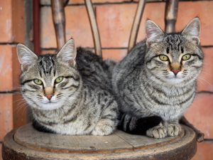 ¿Por qué los gatos tienen pupilas verticales?