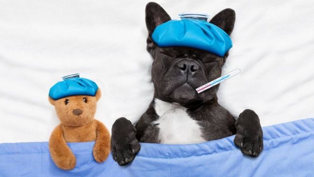 Enfermedades comunes perros: Causas, síntomas y tratamientos