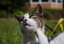 Desparasitación en gatos: guía completa para el cuidado de la salud felina