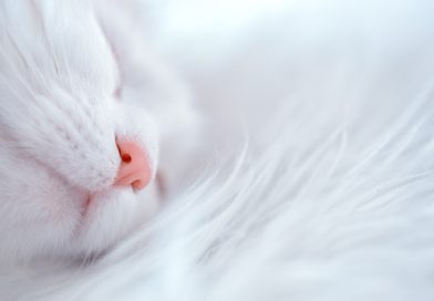 Dormir con gatos: consejos y experiencias reconfortantes