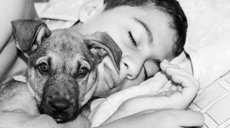 Dormir con perros: todo lo que debes saber