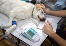 vacuna en perros - salud canina
